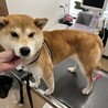 とても大人しい散歩大好き⭐︎柴犬さくらちゃん⭐︎ サムネイル3