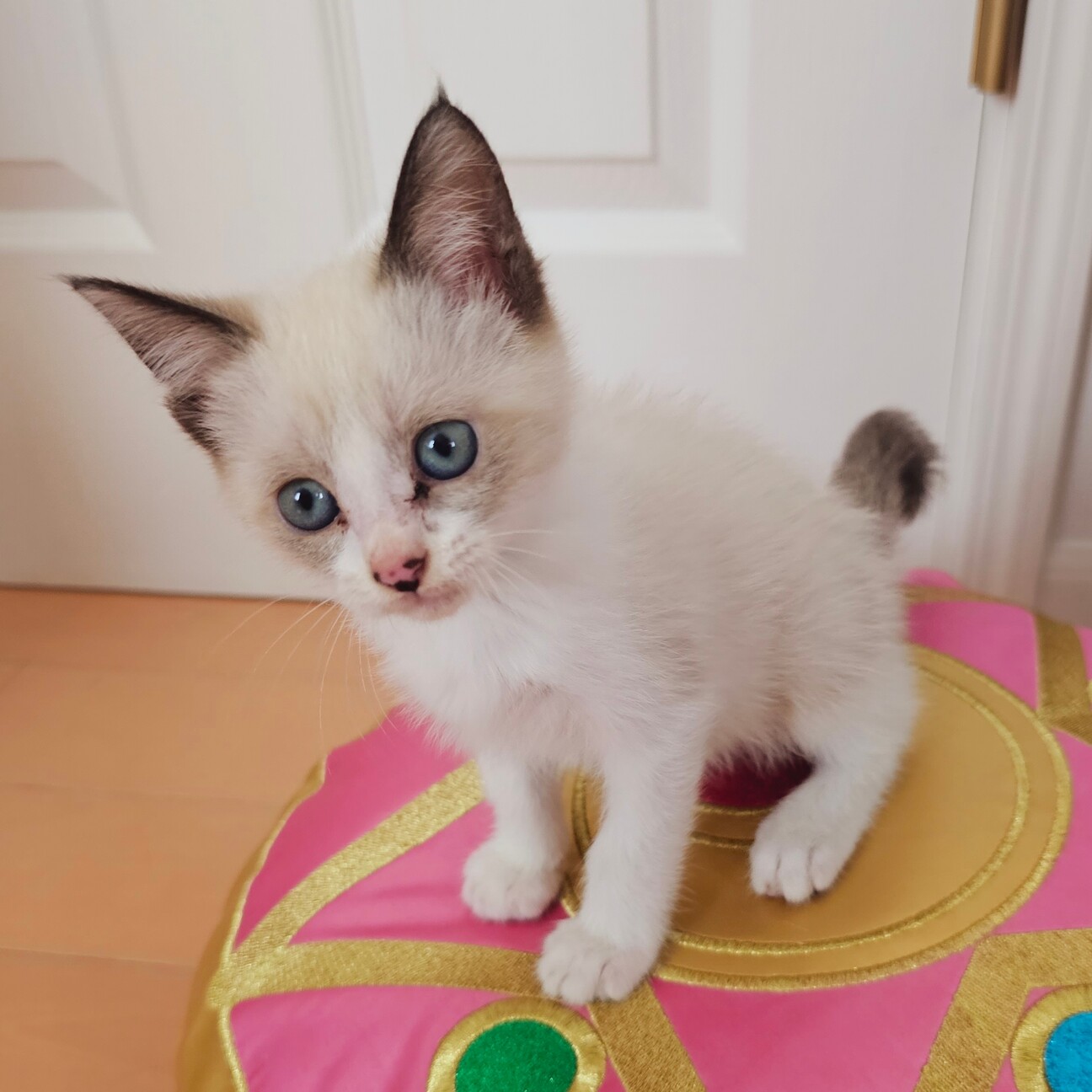 【募集停止】シャム風MIX美人★甘えん坊ラムちゃん サムネイル2