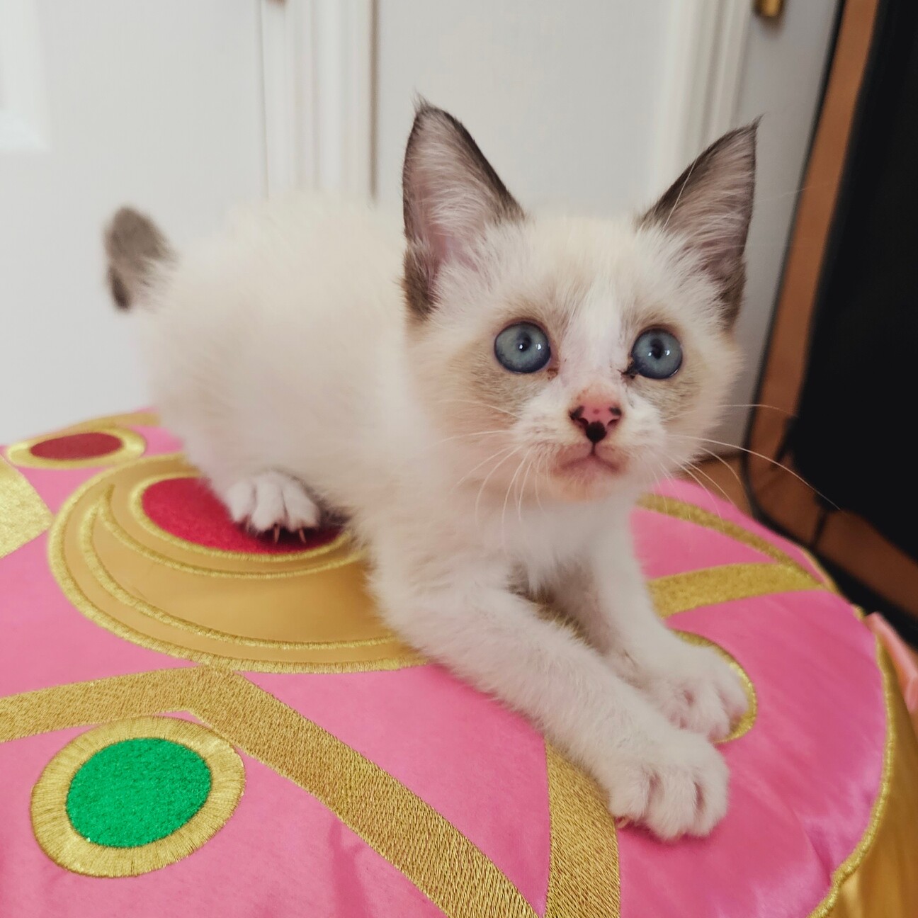 【募集停止】シャム風MIX美人★甘えん坊ラムちゃん サムネイル3