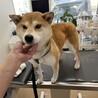 とても大人しい散歩大好き⭐︎柴犬さくらちゃん⭐︎ サムネイル4