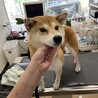 とても大人しい散歩大好き⭐︎柴犬さくらちゃん⭐︎ サムネイル5