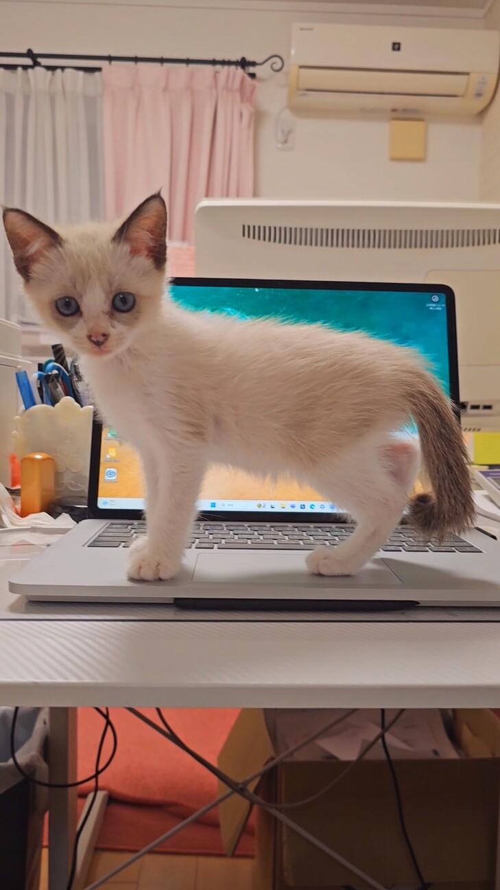 【募集停止】シャム風MIX美人★甘えん坊ラムちゃん サムネイル4