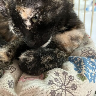 とても賢いサビ♀小柄な女の子　人慣れ抜群