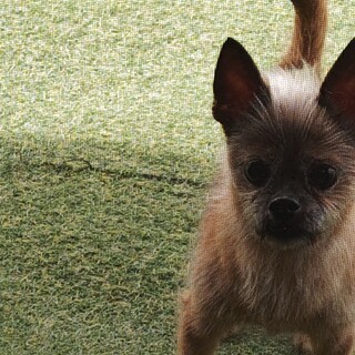 常に寄り添ってくれる「弦ちゃなよ～」