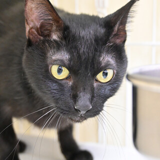 まぼ：気が優しい大人女子