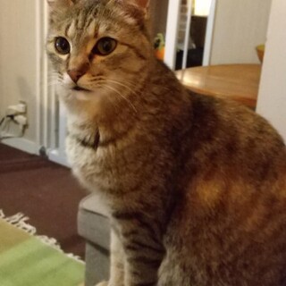 麦わら猫・シンガプーラ似の小顔な女の子!