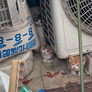 元気いっぱい5つ子ちゃん