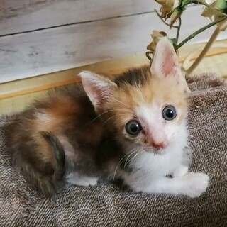 【急募★仔猫】超キュートなミケちゃん★生後１カ月