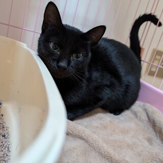 募集停止１３日リリース撫でるとスリスリする女の子