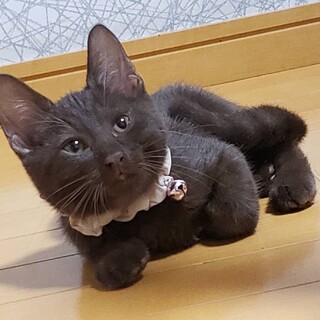 綺麗なチョコレート色★ころ君