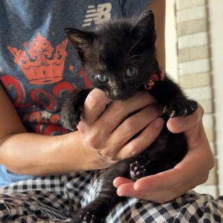 すくすく成長中黒子猫