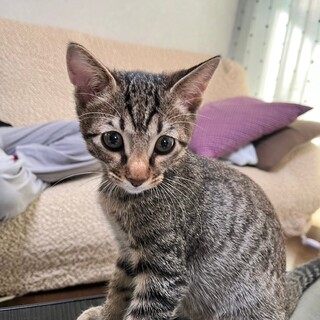 真夏に熱中症になりかけ保護された、ぽんず！