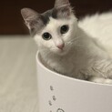 白とグレーのふわふわ半長毛