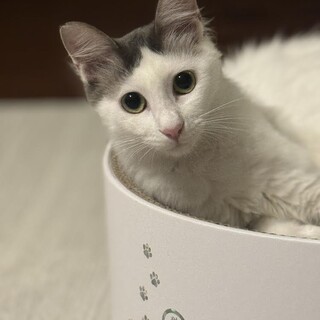 白とグレーのふわふわ半長毛