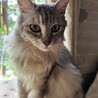 ふくちゃん。目が膿んでひどい状態だったので子猫の時保護。こんなにエレガントなふわふわ猫になりました。