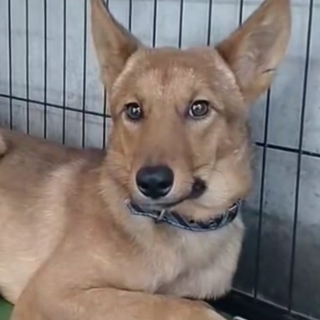 キレイな目のキラくん、元気な怖がりさんです