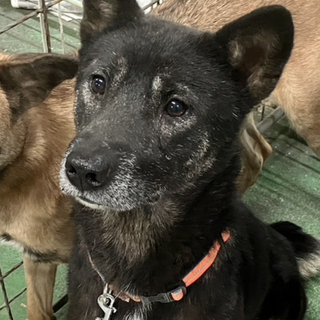 ビビリだけどイケワンのソメイくんです