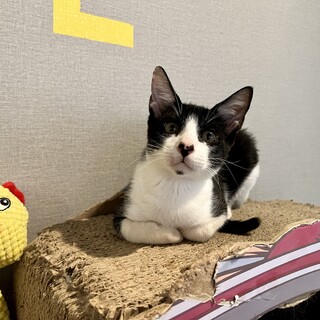 (元)抱っこハラスメント『ちった』