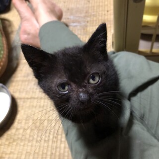 可愛い黒玉ちゃん　黒子猫　１ヵ月半くらい