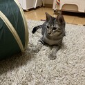 キジトラ5ヶ月♂ 毛並みの綺麗な美猫ちゃん