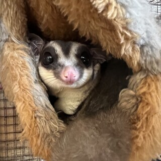 フクロモモンガ　オス　2匹