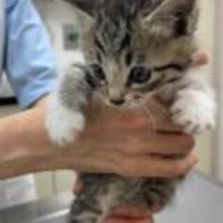 サバトラ＆白黒ハチワレ子猫兄弟1カ月洋猫ミックス