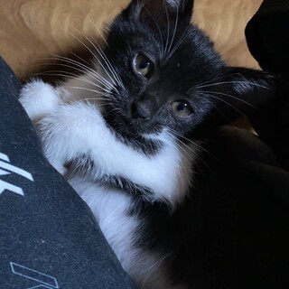 【正式譲渡済み】個性的な白黒ちゃん