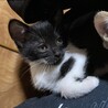 【正式譲渡済み】個性的な白黒ちゃん サムネイル2