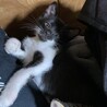 【正式譲渡済み】個性的な白黒ちゃん サムネイル3