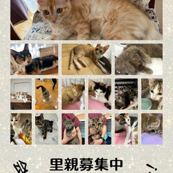 保護猫譲渡会