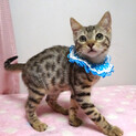 抱っこできる♪ベンガル♪ピーターくん ３ヵ月