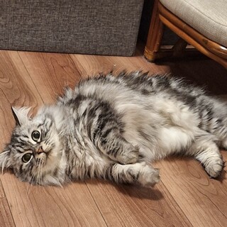 ふわふわ長毛❤️シャインマスカットちゃん