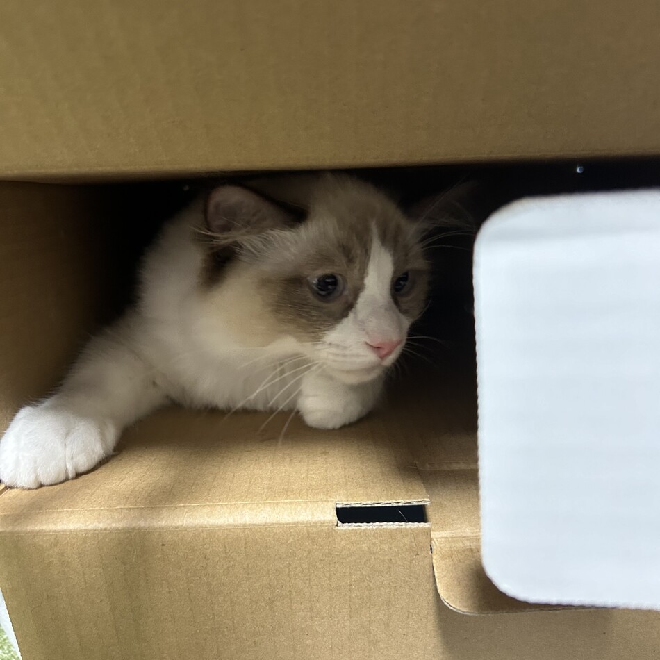 フランのカバー写真