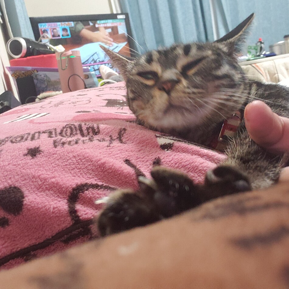 みみのカバー写真
