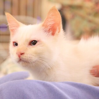 可愛い白シャムの男の子10月9日に保護しました