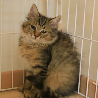 10/10保護、長毛の女の子 、母猫さんと譲渡希望