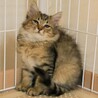 10/10保護、長毛の女の子 、母猫さんと譲渡希望 サムネイル2