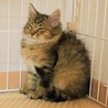 10/10保護、長毛の女の子 、母猫さんと譲渡希望 サムネイル3