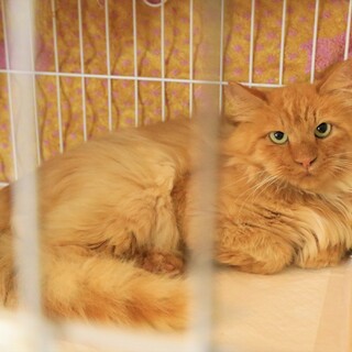 10/10ライオン風の長毛猫さんを保護しました 