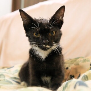 10/11に保護、懐っこい黒白猫さんです