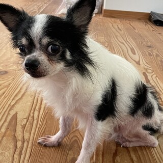 里親になっていただける方募集します