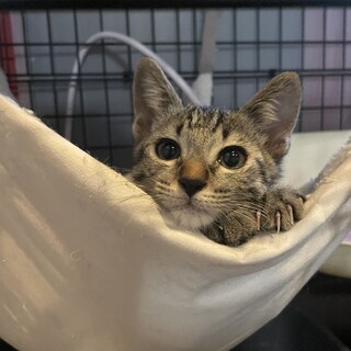 好奇心旺盛☆りょうすけ