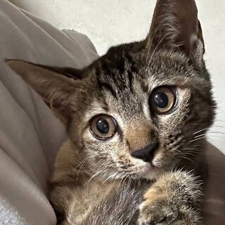 美形のキジトラ　メルルちゃん