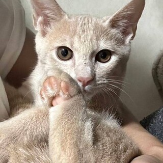 ミルキーチャトラのトトラくん