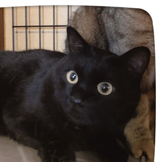 まあるいフォルムがキュートなぱろん