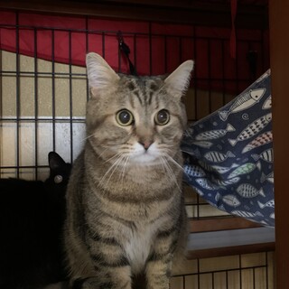 ぬいぐるみのような可愛さ☆ぺろん