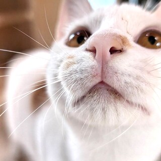 めちゃなれなれヅラっ子白茶子猫【えんじ】