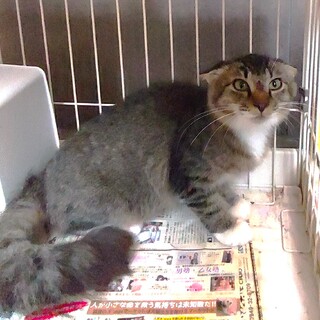 フワフワで大きなしっぽの女の子『ビビアン』♀