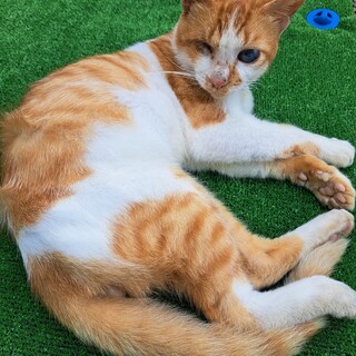 片目の茶白トラ♂1歳未満