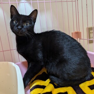 急募！！寒いお外にリリース予定の子をお家猫に